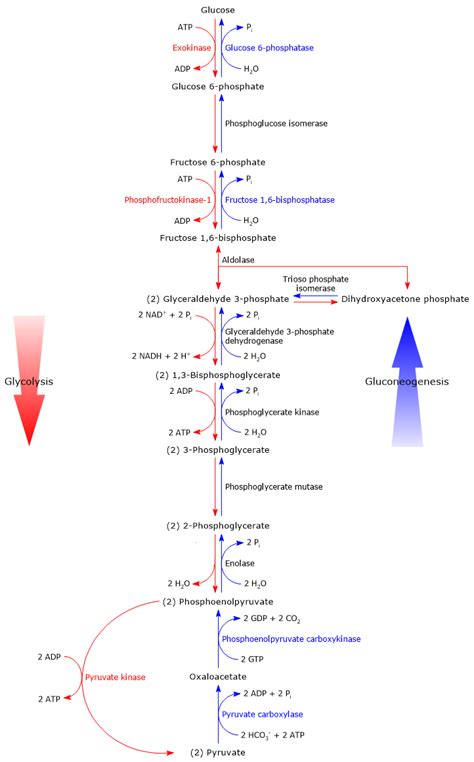 Gluconeogenesis: steps, enzymes, and regulation