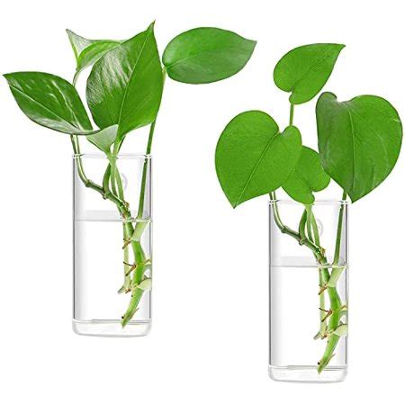 Ivolador Wall Hanging Glass Propagation Plant Terrarium Container Rectangle Shape Perfect for ...