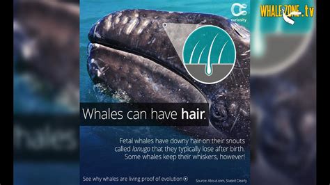 Do Whales and Dolphins have Hair? | WHALEZONE.TV S3E5 - YouTube