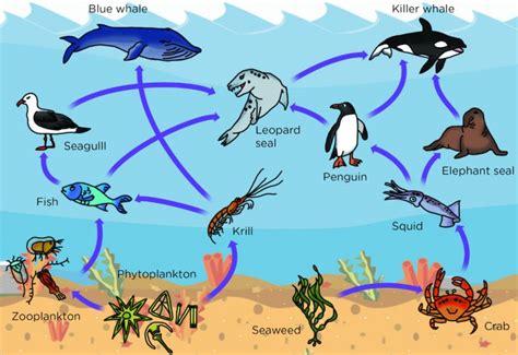 What Is Phytoplankton?