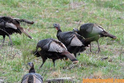Make Multiple Hen Sounds, Change Locations and Hunt Turkeys in the ...