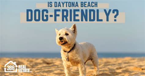 Is Daytona Beach Dog Friendly? Things to Do With Dogs