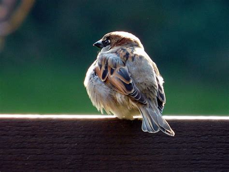 Treatment of Avian Pox | Corvid Blog