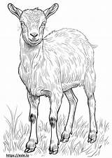 American Pygmy Goat Friendly coloring Page sketch template