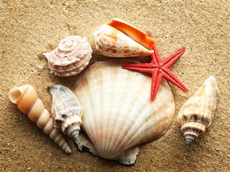 Shells of the Paradise Coast: Shelling in Naples Beach - Naples Beach ...