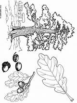 Oak coloring Pages sketch template