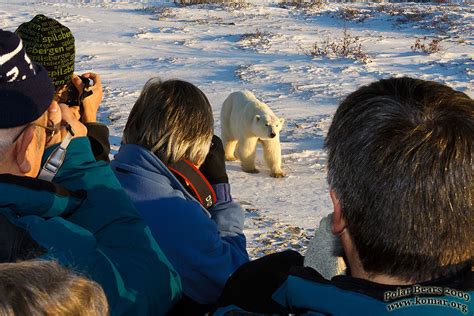 Churchill Polar Bear Trips Tours - COOL!!!