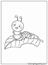 40  Caterpillar Coloring Pages Free Printable PDF JPG PNG & Online sketch template