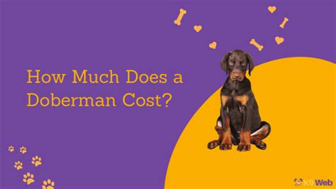 Doberman Price: How Much Does a Dobie Puppy Cost? - K9 Web