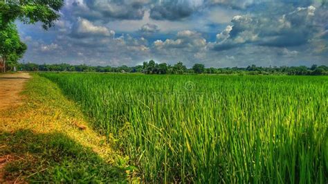 Bangladesh Village Picture Beautiful Village Picture Stock Photo ...