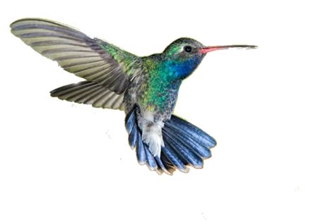 Hummingbird PNG transparent image download, size: 640x426px