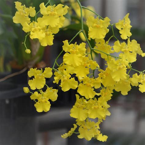 Wholesale Dendrobium/Oncidium/Rhynchostylis Hybrids Orchid Seedling - AmThai Orchids Online