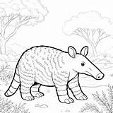 Aardvark Coloring Pages 14  Gem sketch template