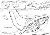 Whale Coloring Pages  ColoringBay sketch template