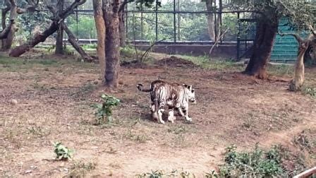 Ever seen a melanistic tiger? Visit Nandankanan Zoo to get a glimpse of ...