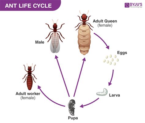 Ant Life Cycle Explore How Ants Reproduce | Free Download Nude Photo ...