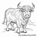 Yak Coloring Pages  Free & Printable sketch template