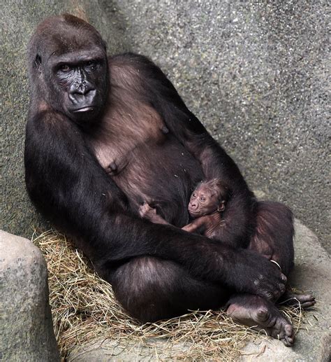 Baby Gorilla Born at the Brookfield Zoo | La Grange, IL Patch