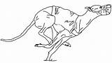 Whippet Clipart Greyhound Clip Outline Coloring Dog Greyhounds Line  sketch template