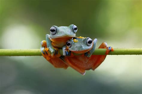 Javan tree frog Macro photo by kurit33 http://rarme.com/?F9gZi | Tree frogs, Frog, Reptiles and ...