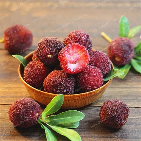 5 PCS Myrica Rubra Bonsai Chinese Red Bayberry Myrica Rubra Succulent ...