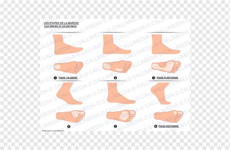 Plantigrade Walking Foot Anatomy Limb, tapes, angle, text, hand png ...