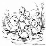 5 Little Ducks Coloring Pages  Free & Printable sketch template