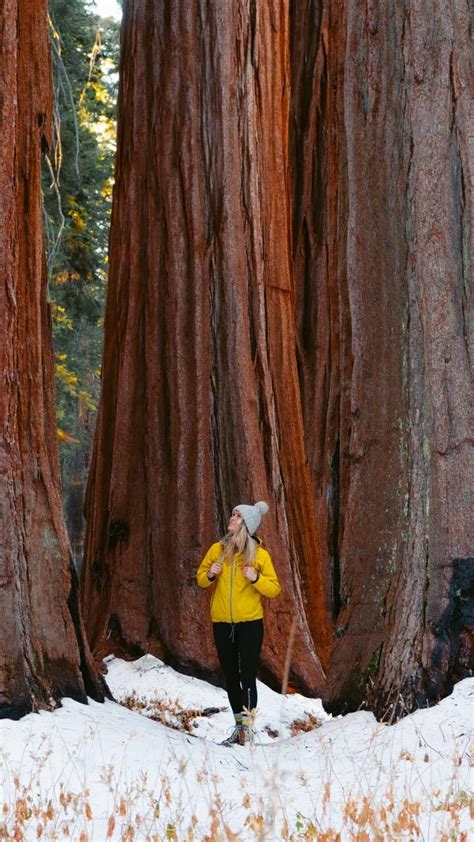 Sequoia National Park Winter | Fun Life Crisis