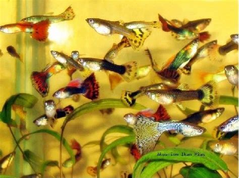 Gambar Ikan Hias Kecil Unik dan Cantik Hidup Bergerombol