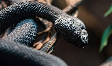 Mangrove Pit Viper - Los Angeles Zoo and Botanical Gardens