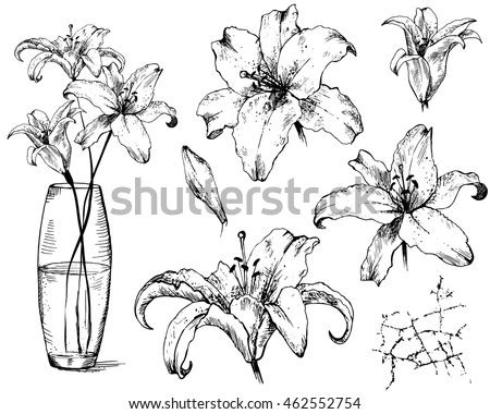 Vase,flowers,sketch,pencil,drawing - free photo from needpix.com