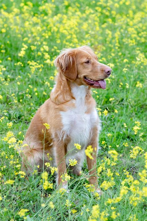 Beautiful brown breton dog in a mead containing breed, animal, and dog ...