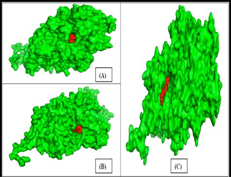 (A) Docked structure of lipoxygenase (Sorghum-green) with linoleate... | Download Scientific Diagram