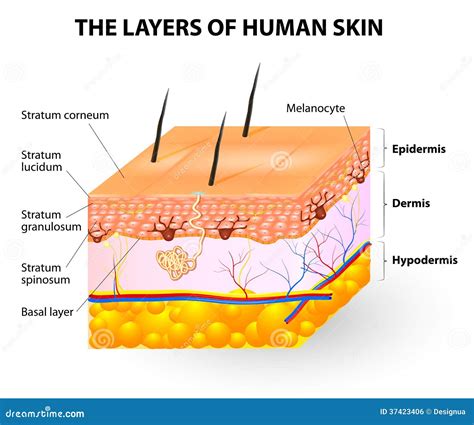 Skin Layers Structure Cartoon Vector | CartoonDealer.com #245376389