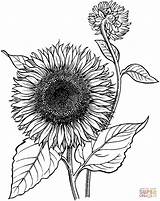 Blooming Sunflower coloring Page  Free Printable Coloring Pages sketch template