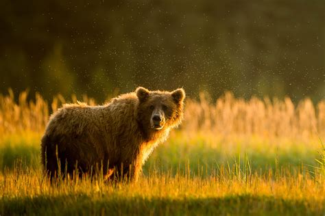 4 Creative Ways to Improve Your Wildlife Photography - Nature TTL