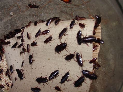Common Signs Of a Cockroach Problem