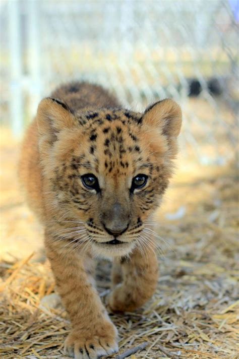 Animals - Big Cats: Ligers on Pinterest | Ligers, Male Lion and Lion