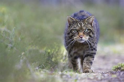 300 Scottish wildcat cameras to go live this week | Press and Journal