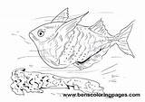 Hatchet Fish Free page To color sketch template
