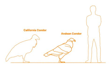 Andean Condor (Vultur gryphus) Dimensions & Drawings | Dimensions.com