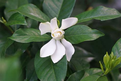 How to Grow and Care for Arabian Jasmine