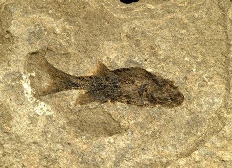 Ganolepis Paleozoic Fossil Fish