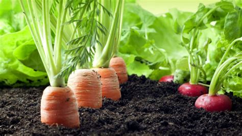 organic farming examples Archives - Sustainable Agriculture