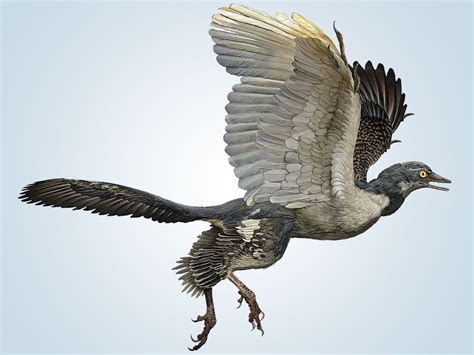 Does Archaeopteryx Show Bird Evolution? | The Institute for Creation Research