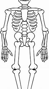 Human Skeleton Coloring Pages At GetColoringscom  Free printable sketch template