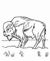 Adult Coloring Pages Bison sketch template