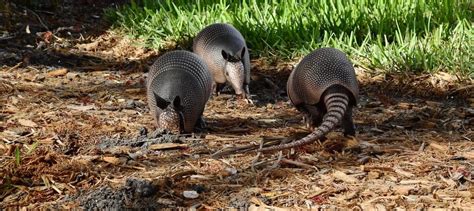 Watch: North Carolina wildlife managers grapple with armadillos - The Wildlife Society