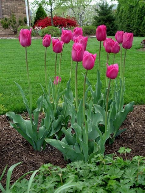 Imágenes que demuestran la belleza de los tulipanes e información ...