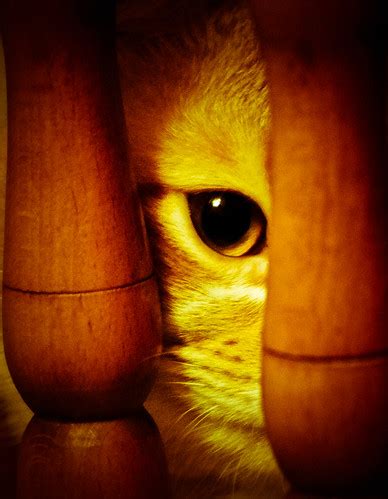 Cat eye. | Carla Arenas | Flickr